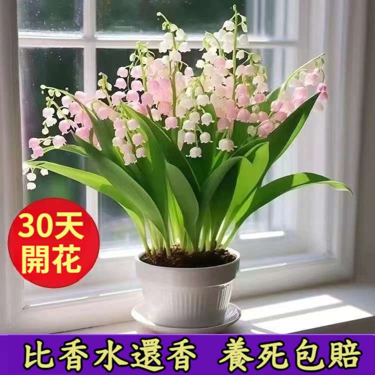 【花中迪奧！ 花開滿屋飄香，自然清新不刺鼻，勝過高檔香水味，防蚊+香薰+景觀，成活率高，無需精心養護，超長花期，新手放心種！】鈴蘭香水花，濃香型，鈴蘭帶芽花苗，耐寒室內新手好養