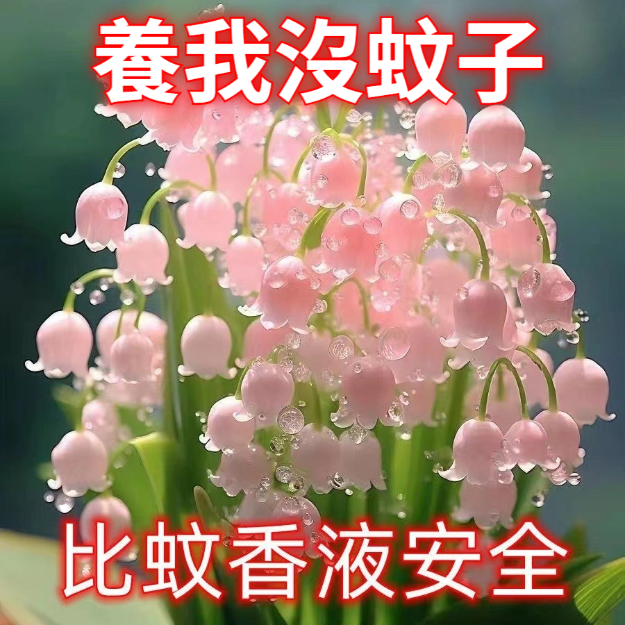 【花中迪奧！ 花開滿屋飄香，自然清新不刺鼻，勝過高檔香水味，防蚊+香薰+景觀，成活率高，無需精心養護，超長花期，新手放心種！】鈴蘭香水花，濃香型，鈴蘭帶芽花苗，耐寒室內新手好養